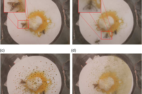 Insect trap detection samples